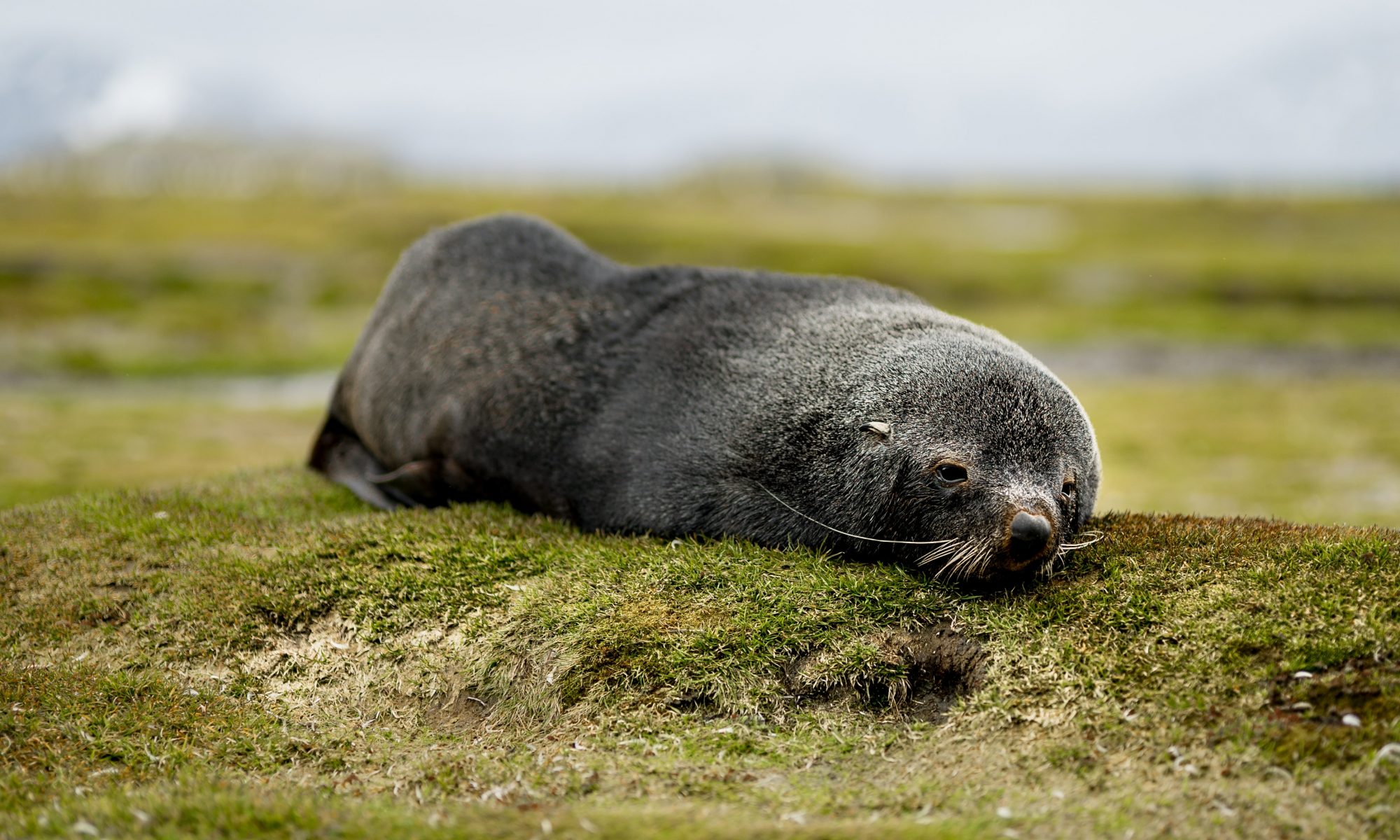 A seal on South Georgia island